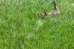 ducks-1